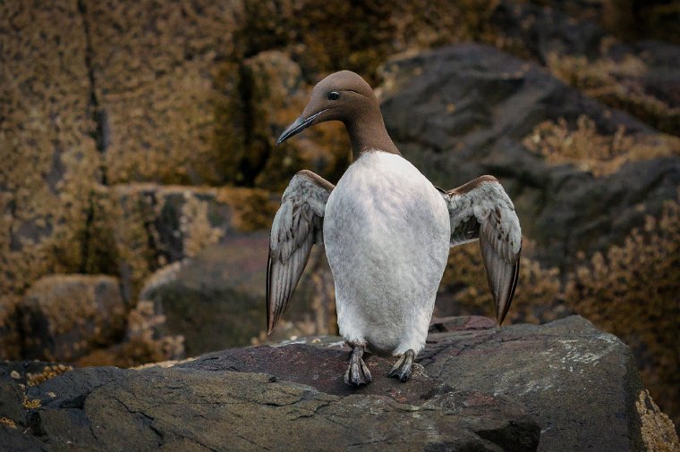 023 Farne eilanden, zeekoet.jpg